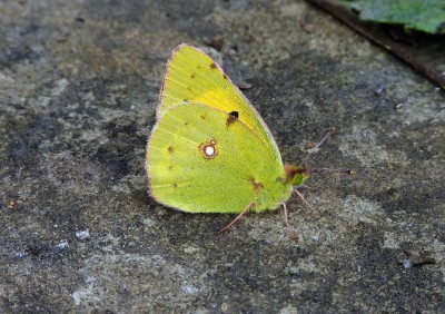 Clouded Yellow, Herstmonceux 16.9.2022