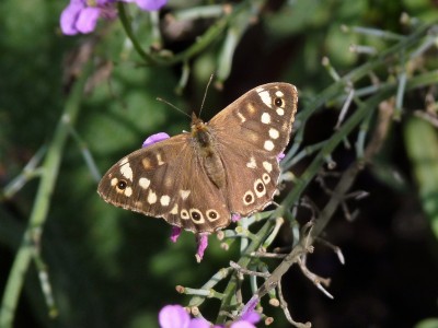 Just one Speckled Wood today<br />a female.