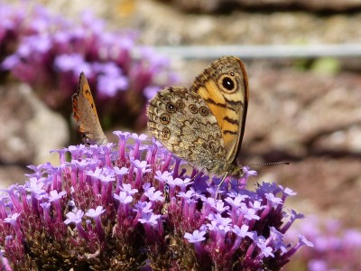 Male Wall and Small Copper.