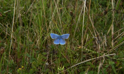 A bright blue jewel in the grass.