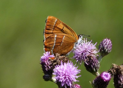 The damaged female. very battered on far side.