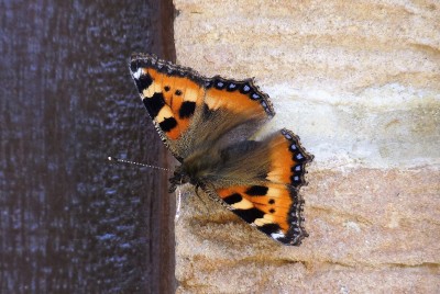 14/6.  My garden visitor basking on the house.