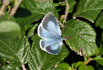 6/11 My last fresh butterfly, a female Holly Blue. Southwick.