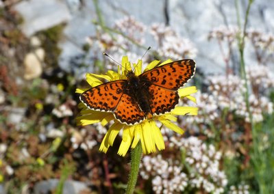 Spotted Fritillary.