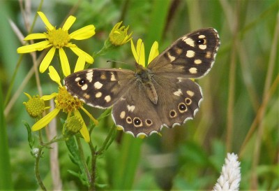 This stunning fresh female Speckled Wood<br />made my morning.