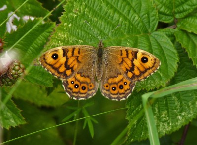 The female after mating.