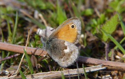 Small Heath with hitch hiker!.
