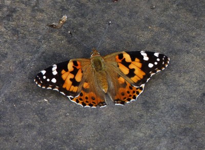 Painted Lady. Herstmonceux, 11.9.2022.