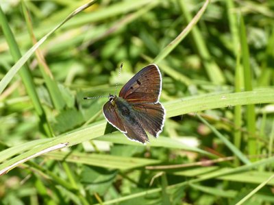 Sooty Copper ?.