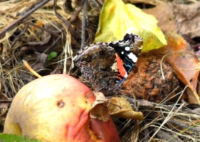 Red Admiral indulging on windfall apples.