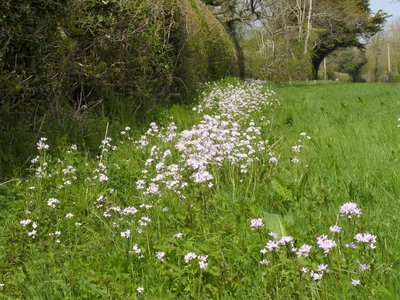 Part of the mass of Cuckoo flower.