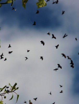 Part of the huge swarm of Green Longhorn Moths.