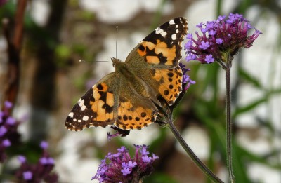 The same boldly marked Painted Lady<br />as seen the other day.