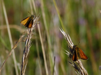 Small and Large Skippers. Tilshead. 10.7.2022.