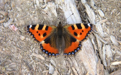 3/8. Of only six East Sussex Small Tortoiseshell seen, I was fortunate to stumble upon this fresh, vibrant specimen.