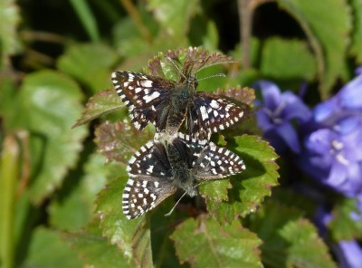 The mating pair as initially found.