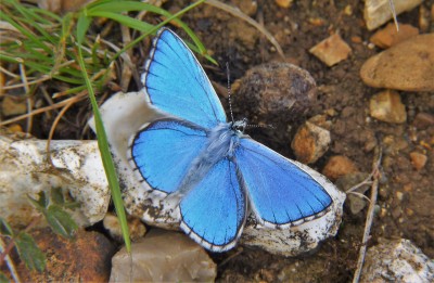 16/8 Adonis Blue displaying full ' electric blue ' on all four wings. Tilshead Wilts.
