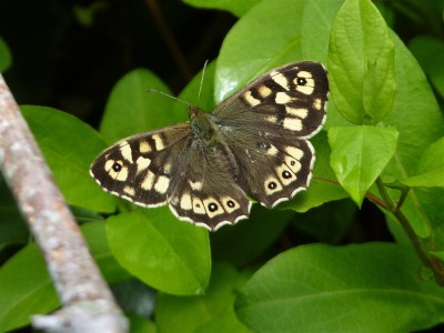 Lovely female Specklie.