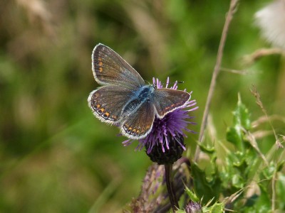 Good to see a brown female Common Blue.