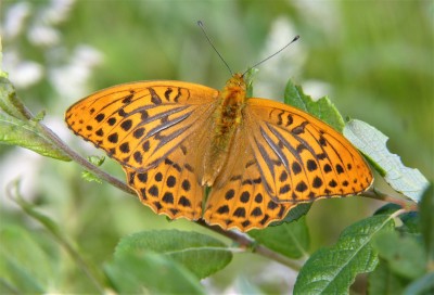 16/6. An early morning Silver Washed Fritillary fluttered down and perched at head height right where I was standing. Chiddingfold Forest.