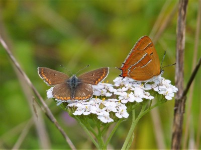 The female as first found.