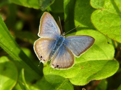 7/9. 2020 was a bumper year for the Long Tailed Blue at Whitehawk Hill.