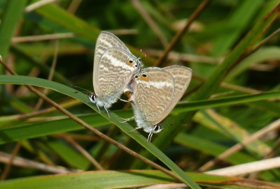 The mating pair as found.