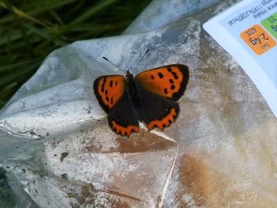 Small Copper basking on my sandwiches!