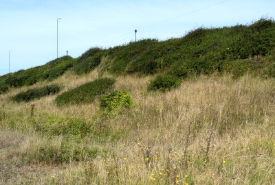 The overgrown ' Cloudie ' bank