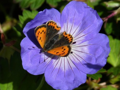 Note hind wing orange band. ab subradiata