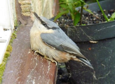 The young Nuthatch, unharmed.