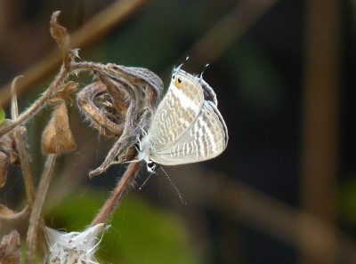 The female after mating.