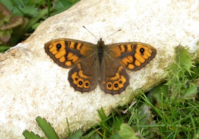 Note the twin forewing eyespots.