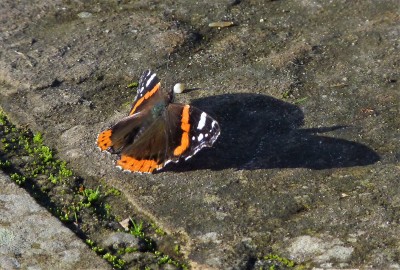 The long November shadows made approach difficult.