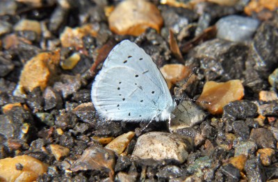Three male Holly Blues seen today.