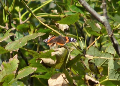 First tree top Red Admiral.