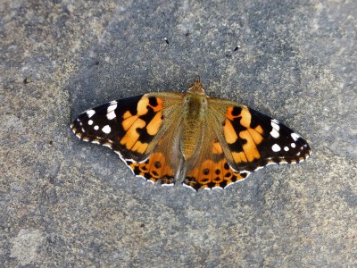 A handful of fresh Painted Ladies nectaring<br />and basking on the ground.