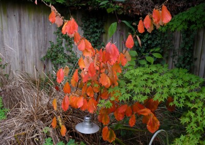 Some Autumn colour from my garden.