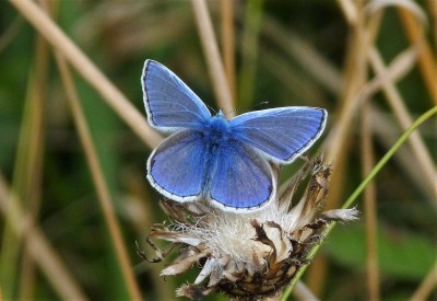Fresh male Common Blue.