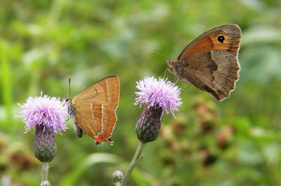 8/8 Shipton Belinger. A day out with Wurzel, and for me a rare encounter with male Brown Hairstreaks.
