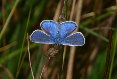 The ultra blue Common Blue.