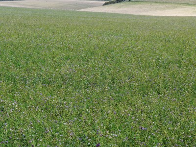 Close up of the field of Lucerne.