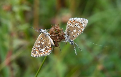 Female Adonis Blues covered in dew.
