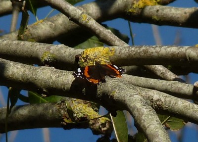 Tree top Red Admiral No.2