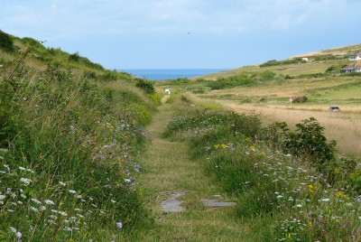 A view of part of Horseshoe Plantation, with Birling Gap<br />and the sea in the distance.