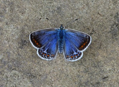 Female Common Blue. Herstmonceux Castle. 9/10/2020.
