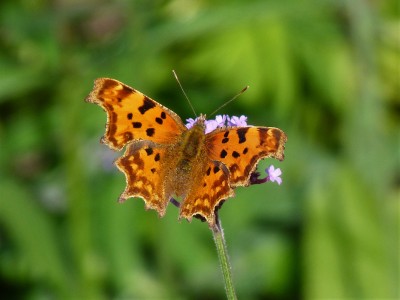 Comma with very light markings.