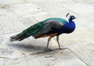 The resident Peacock.