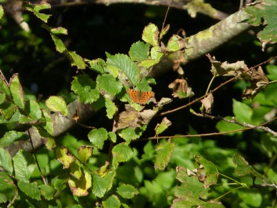 Distant Comma on elm, very near to the spot<br />where I saw my only White Letter Hairstreak this year.