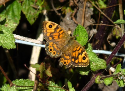 The female after mating.